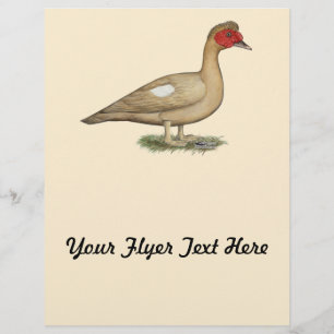 Prospectus 21,6 Cm X 24,94 Cm Muscovy light chocolate drake