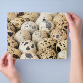 Prospectus 21,6 Cm X 24,94 Cm Œufs de caille (main)