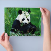 Prospectus 21,6 Cm X 24,94 Cm Panda Flyer (main)