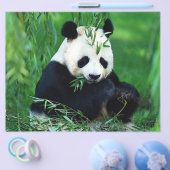 Prospectus 21,6 Cm X 24,94 Cm Panda Flyer (Simple)
