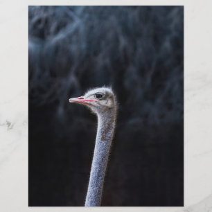 Prospectus 21,6 Cm X 24,94 Cm Photographie d'autruche