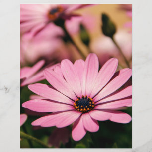 Prospectus 21,6 Cm X 24,94 Cm Photographie de Marguerite Africaine Violette