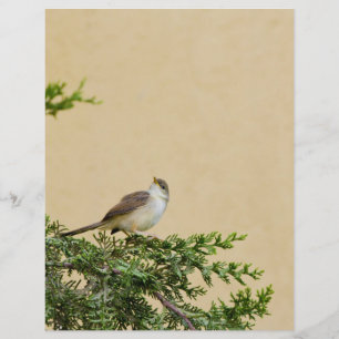 Prospectus 21,6 Cm X 24,94 Cm Photographie d'oiseau moineau