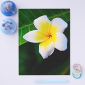 Prospectus 21,6 Cm X 24,94 Cm plumérie (Simple)