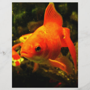 Prospectus 21,6 Cm X 24,94 Cm Poisson doré