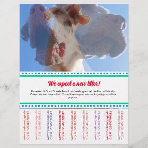 Prospectus 21,6 Cm X 24,94 Cm Pour vendre Dane Puppies Flyer