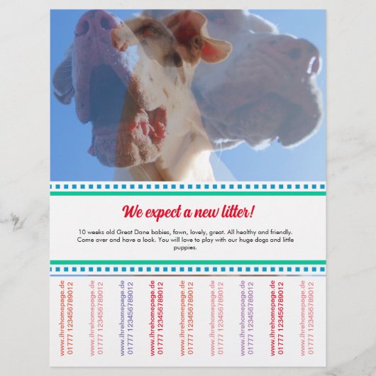 Prospectus 21,6 Cm X 24,94 Cm Pour vendre Dane Puppies Flyer (Devant)