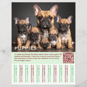 Prospectus 21,6 Cm X 24,94 Cm Pour vendre Flyer Chiots Frenchies