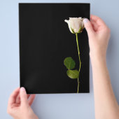 Prospectus 21,6 Cm X 24,94 Cm Rose blanche unique sur fond noir (main)