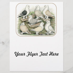 Prospectus 21,6 Cm X 24,94 Cm Satinettes de pigeons de frill classique