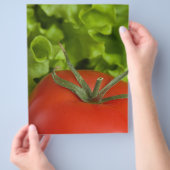 Prospectus 21,6 Cm X 24,94 Cm Tomate (main)