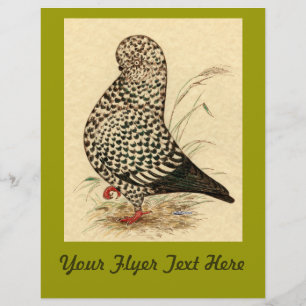 Prospectus 21,6 Cm X 24,94 Cm Tumbler Pigeon LFCL Splash