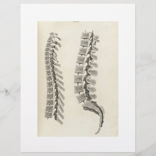 Prospectus 21,6 Cm X 24,94 Cm Vertebrae Drawing (Devant)