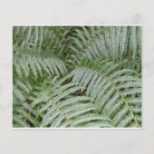 Prospectus Fougère verte (Devant)