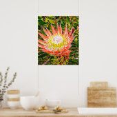 Protea Australische bloemfotografie Poster (Keuken)