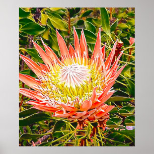Protea Australische bloemfotografie Poster