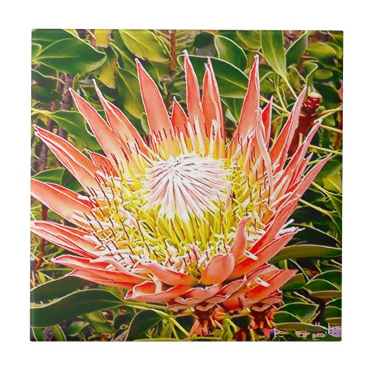 Protea Australische bloemfotografie Tegeltje (Voorkant)