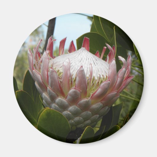 Protea bloem Hawaii Magnet Magneet (Voorkant)