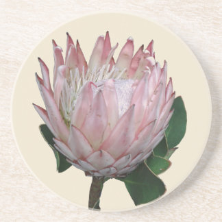 Protea Bloem Ijs Zandsteen Onderzetter