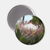 Protea Flower Hawaii Magnet (Recto/Verso)