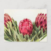 Protea Flower Zuid-Afrika Briefkaart (Voorkant)