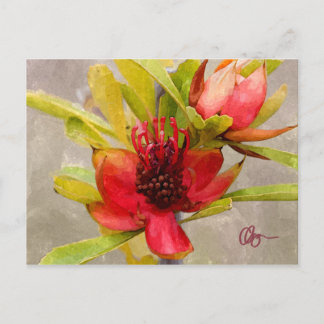 Protea Love Briefkaart