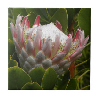 Protea Maui Hawaii Flower Floral roze Green Photo Tegeltje