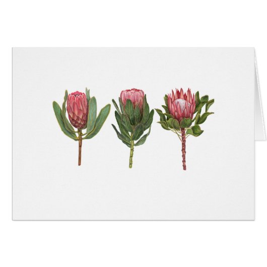Protea Notecard (Voorkant Horizontaal)