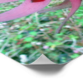 Protea Poster (Hoek)