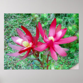 Protea Poster