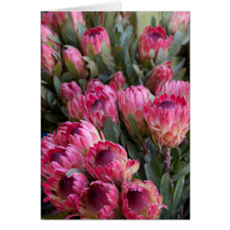 Protea rose