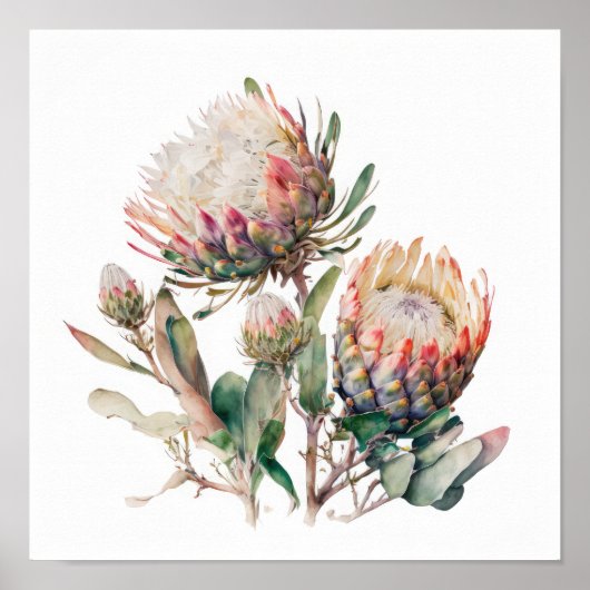 Protea Sugerbushes Bloemenkunst Print Poster (Voorkant)