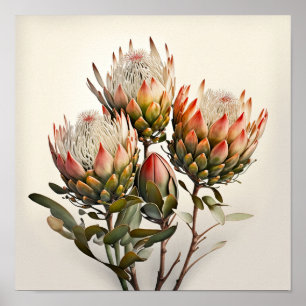Protea Suikerstruiken Bloemenkunst Print Poster