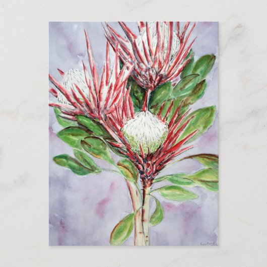 Proteas Briefkaart (Voorkant)