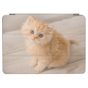 Protection iPad Air Animaux de bébés cutest   British Longhair Kitten