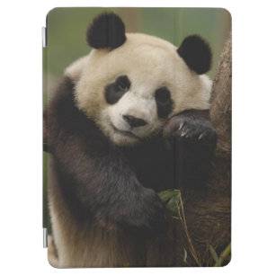 Protection iPad Air Famille de melanoleuca d'Ailuropoda de panda
