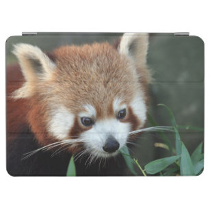 Protection iPad Air Panda rouge, zoo de Taronga, Sydney, Australie