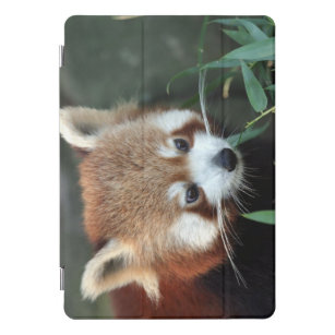 Protection iPad Pro Cover Panda rouge, zoo de Taronga, Sydney, Australie