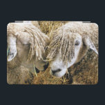 PROTECTION iPad MINI SHEEP<br><div class="desc">Deux beaux moutons Cotswold capturés photographiquement dans un moment amusant et humoristique parlant entre eux. Les moutons Cotswold proviennent des Cotswolds en Angleterre et sont élevés pour leur laine et leur viande. Ils ont de longues fèces avec une teinte presque dorée.</div>