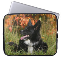 Border collie haletant la fixation