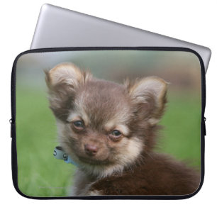Protection Pour Ordinateur Portable Chiot à cheveux longs de chiwawa regardant