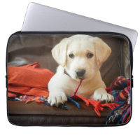 Chiot des images | de Getty sur un sofa