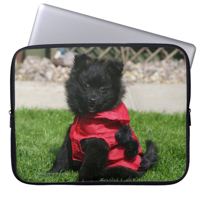 Protection Pour Ordinateur Portable Chiot noir de Pomeranian regardant (Devant)