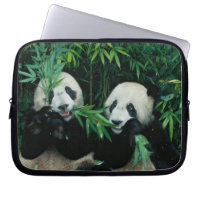 Deux pandas mangeant du bambou ensemble, Wolong