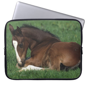 Protection Pour Ordinateur Portable Fixation de poulain de Warmblood