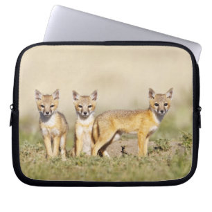 Protection Pour Ordinateur Portable Jeune Renard véloce (Vulpes macrotis) au terrier,