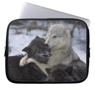 Protection Pour Ordinateur Portable Les Etats-Unis, Montana, loups jouant dans la