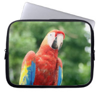 macaw