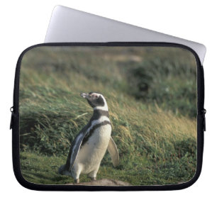 Protection Pour Ordinateur Portable Manchot de Magellan (Spheniscus magellanicus),