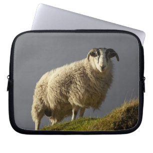 Protection Pour Ordinateur Portable Moutons, péninsule de Trotternish, île de Skye,